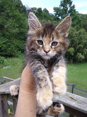 Rosie Cabaret Kitten